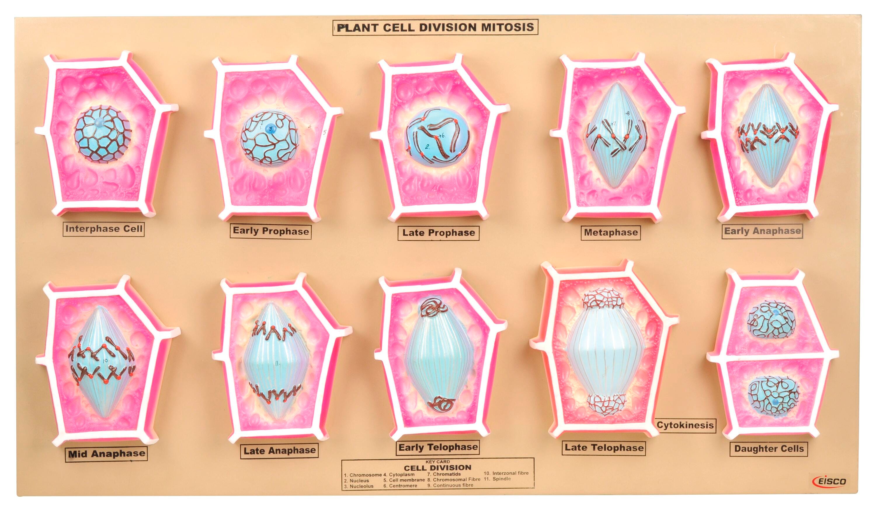 Plant Mitosis Model 2144641